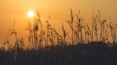 Long Grass A'nın arkasında batan Güneş'in görünümü