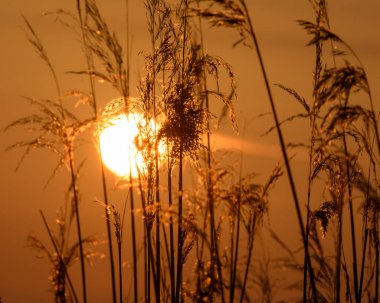 Long Grass F arkasında batan Güneş Görünümü