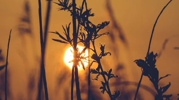 ロンググラスDの背後にある太陽の夕日の眺め — ストック写真