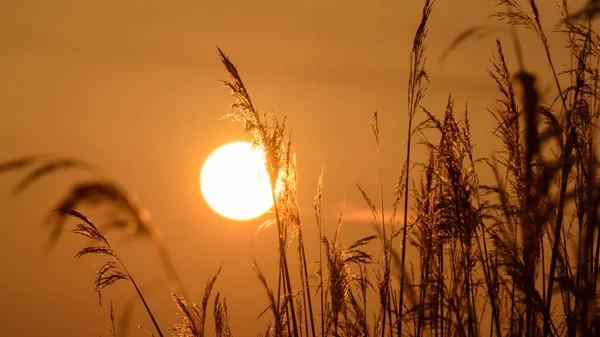 ロンググラスEの背後にある太陽の夕日の眺め — ストック写真