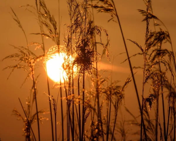 ロンググラスFの背後にある太陽の夕日の眺め — ストック写真