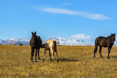 Kazakistan dağlarında arka planda atlar. Tien Shan, Zailiysky Alatau Dağları. Kazakistan. Takma Yaylası.