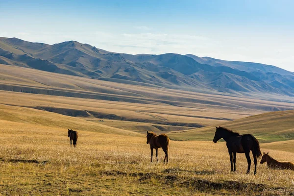 Kazakistan dağlarında arka planda atlar. Tien Shan, Zailiysky Alatau Dağları. Kazakistan. Takma Yaylası.