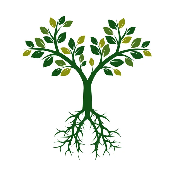 ルーツを持つ緑の木。ベクトル図. — ストックベクタ