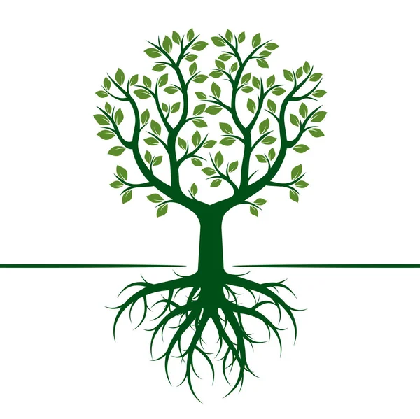 Árbol verde con raíces. Ilustración vectorial . — Vector de stock