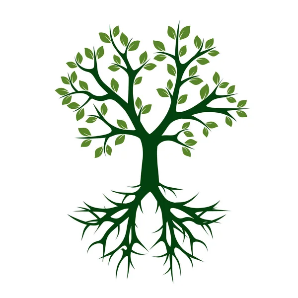 Πράσινο δέντρο με τις ρίζες. Εικονογράφηση διάνυσμα. — Διανυσματικό Αρχείο