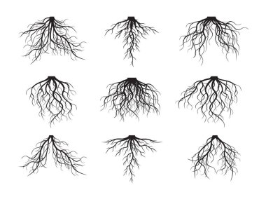 Set of Black Roots. Vector Illustration. clipart