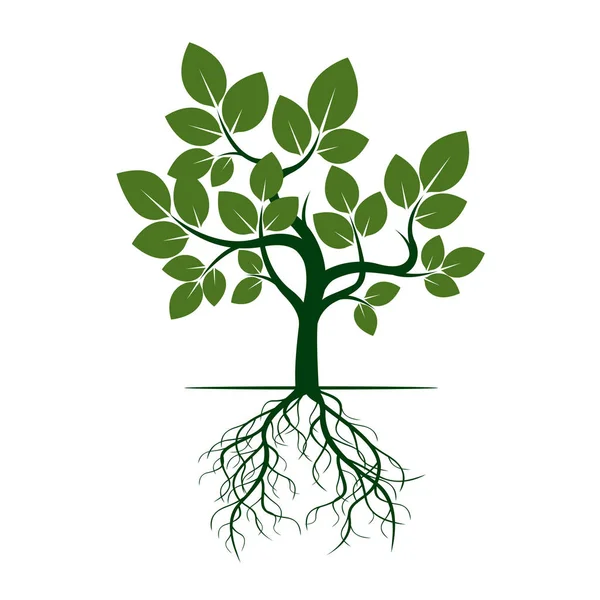 Green Tree with Roots. Vector Illustration. — Stock Vector