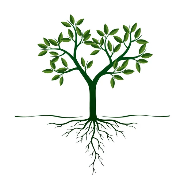 Árbol verde con raíces y hojas. Ilustración vectorial . — Vector de stock