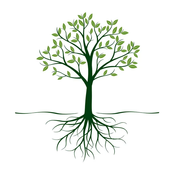 Groene boom met wortels en blaadjes. Vectorillustratie. — Stockvector