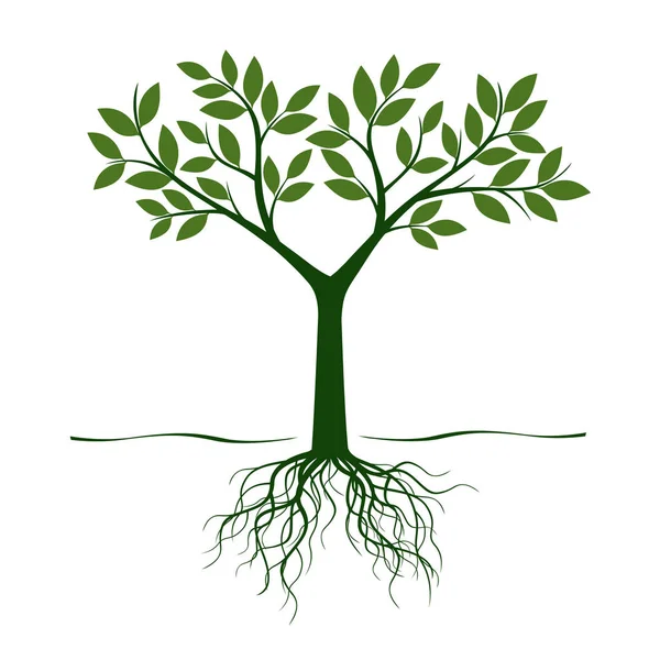 Groene boom en wortels. Vectorillustratie. — Stockvector