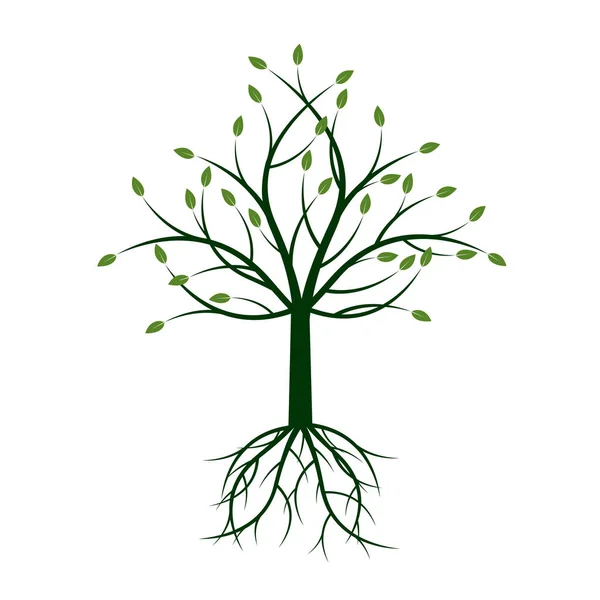 ルーツを持つ緑の木。ベクトル図. — ストックベクタ