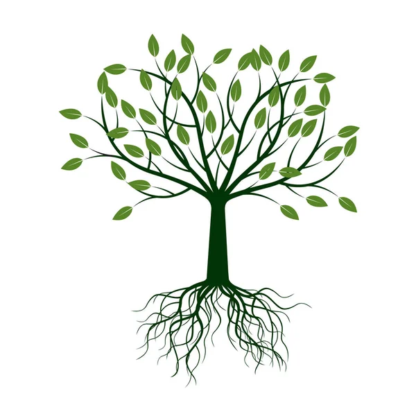 Gröna träd med rötterna. Vektorillustration. — Stock vektor
