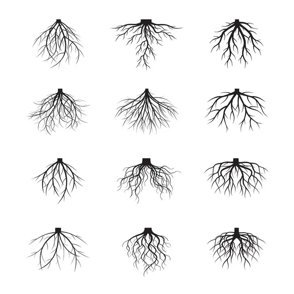 Set of Black Roots. Vector Illustration. — Stock Vector