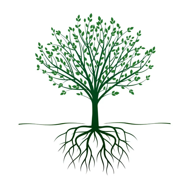 Green Tree with Roots. Vector Illustration. — Stock Vector