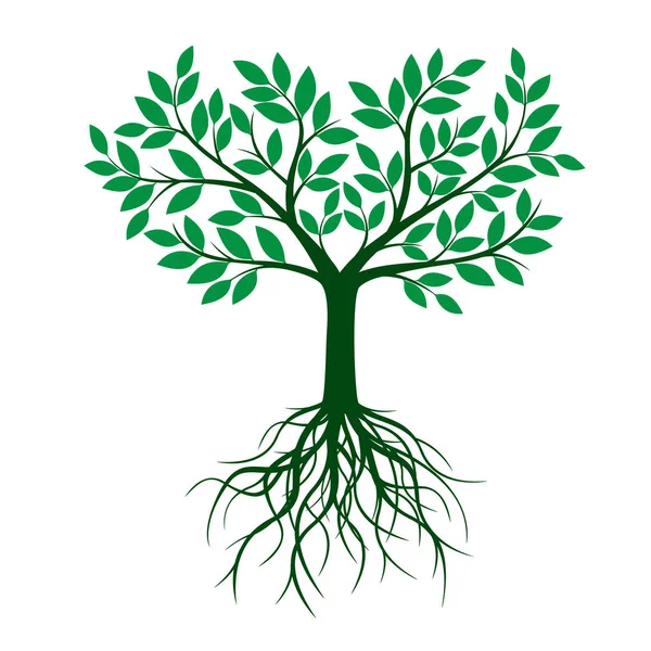 Árbol verde con raíces y hojas. Ilustración vectorial . — Vector de stock