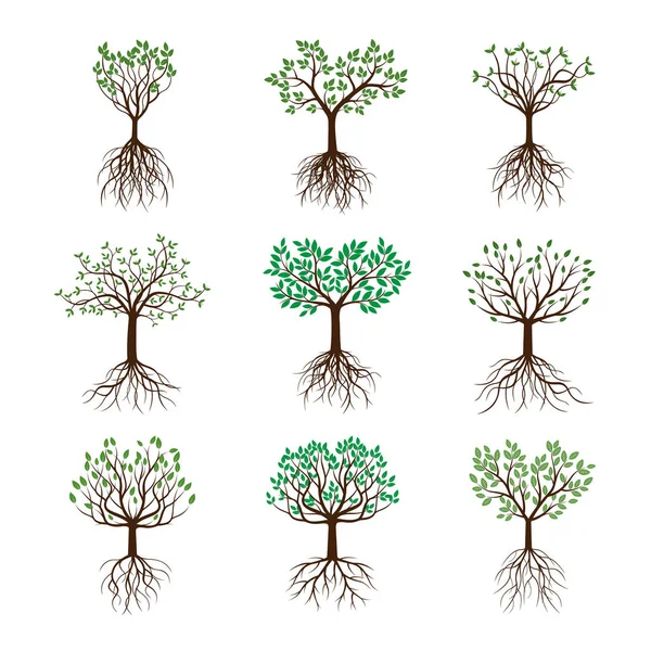 Establecer árboles de primavera con hojas y raíces. Ilustración vectorial . — Vector de stock