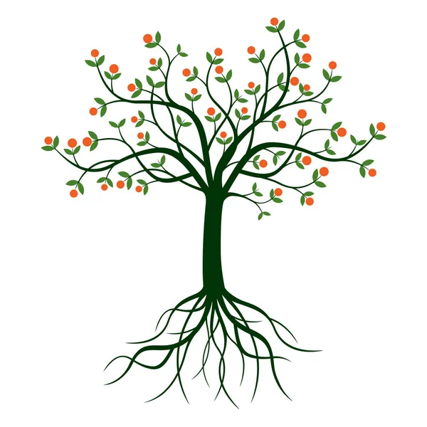 Groene boom en wortels. Vectorillustratie. — Stockvector