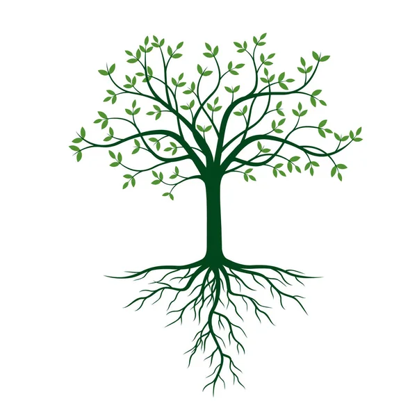 Strom s kořeny a zelené lístečky. Vektorové ilustrace. — Stockový vektor