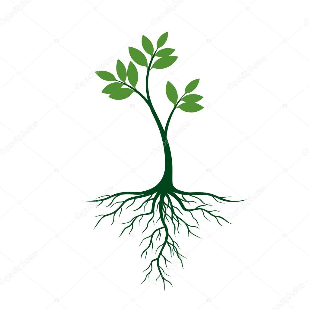 Young tree with roots and green leafs. Vector Illustration.