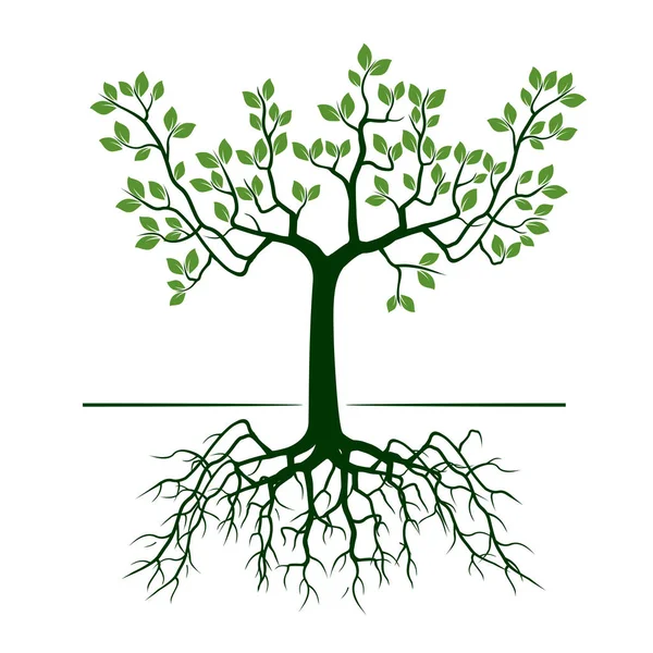 Árvore Verde com Raízes. Ilustração vetorial . — Vetor de Stock