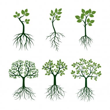 Yeşil ağaçlar, yapraklar ve kökleri. Vektör çizim.