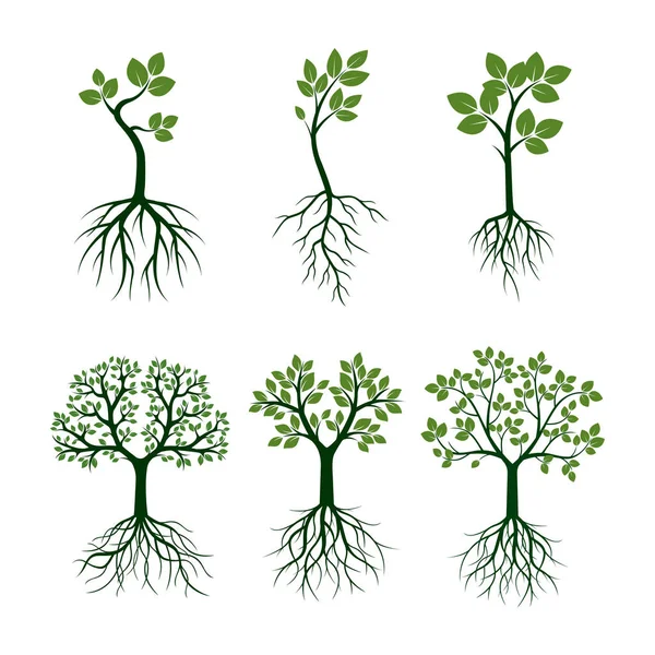 Arbres verts aux feuilles et aux racines. Illustration vectorielle . — Image vectorielle