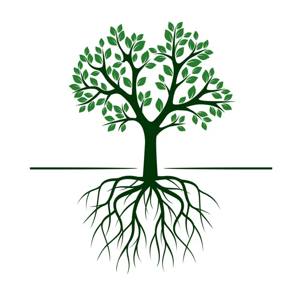 Árbol verde con hojas. Ilustración vectorial . — Vector de stock
