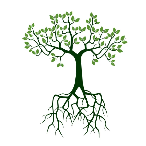 Árbol verde con raíces. Ilustración vectorial . — Vector de stock