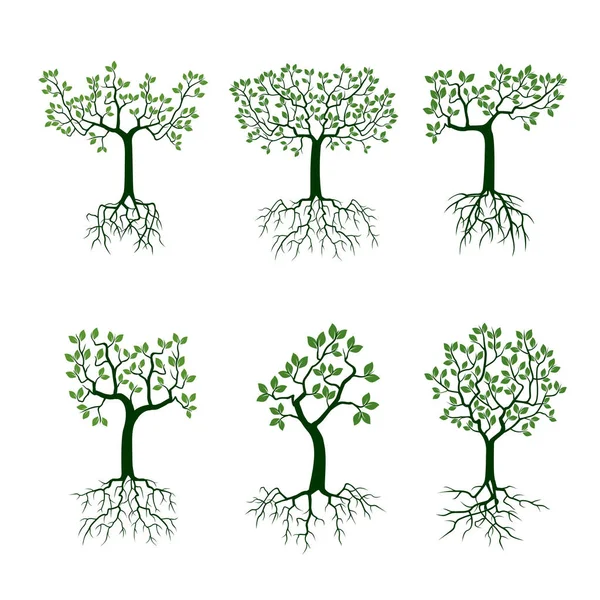 Arbre vert avec des racines. Illustration vectorielle . — Image vectorielle