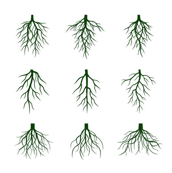 Set of Green Roots. Vector Illustration.