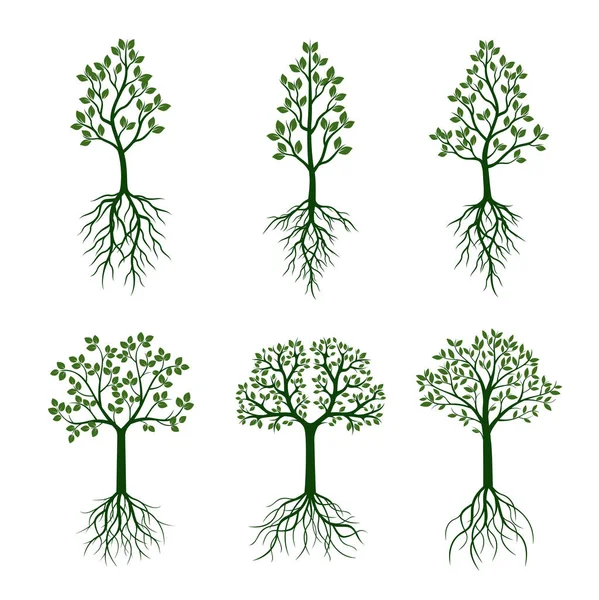 Árboles verdes con raíces. Ilustración vectorial . — Vector de stock