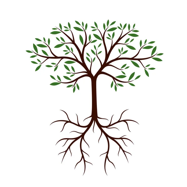 葉と根を持つ木。ベクトル図. — ストックベクタ