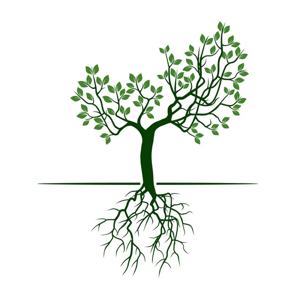 Yeşil ağaç yaprakları ve kökleri ile. Vektör çizim.