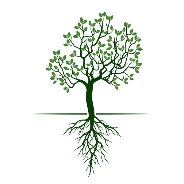 Πράσινο δέντρο με φύλλα και τις ρίζες. Εικονογράφηση διάνυσμα. — Διανυσματικό Αρχείο