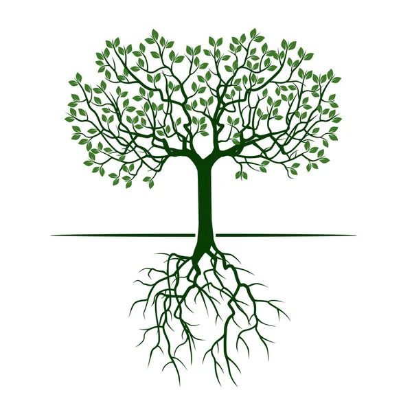 Yeşil ağaç yaprakları ve kökleri ile. Vektör çizim.
