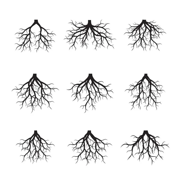 Set of Black Roots. Vector Illustration. — Stock Vector