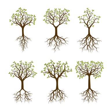 Renk Ağaçların kökleri ile ayarlayın. Vektör çizim.