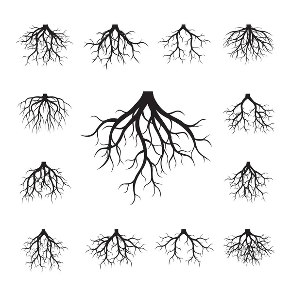 Set of Black Roots. Vector Illustration. — Stock Vector