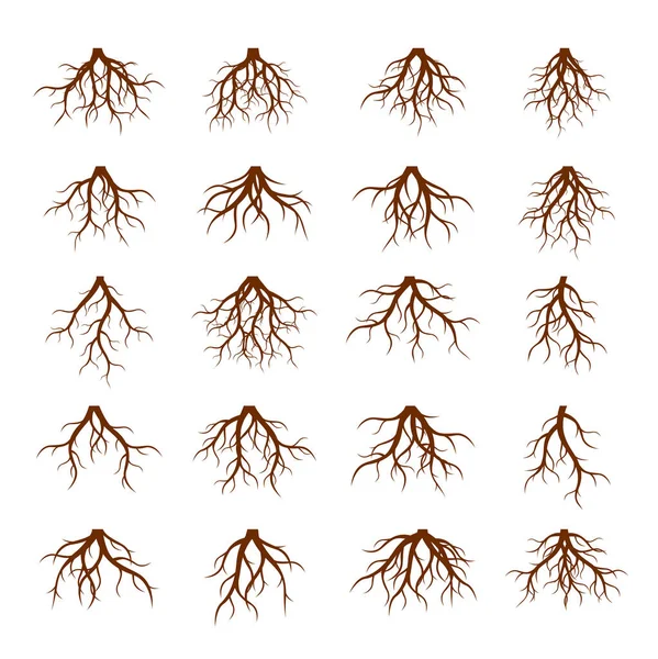 Verzameling van bruin wortels. Vectorillustratie. — Stockvector