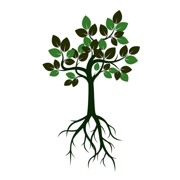 Árbol verde con hojas y raíces. Ilustración vectorial . — Vector de stock