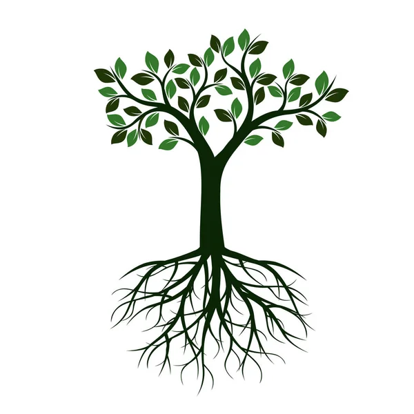 Green Tree with Leaves and Roots. Vector Illustration. — Stock Vector