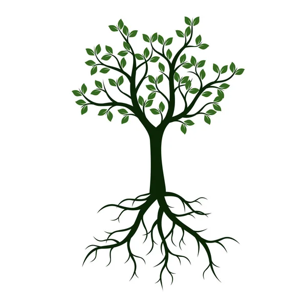 Groene boom met bladeren en wortels. Vectorillustratie. — Stockvector
