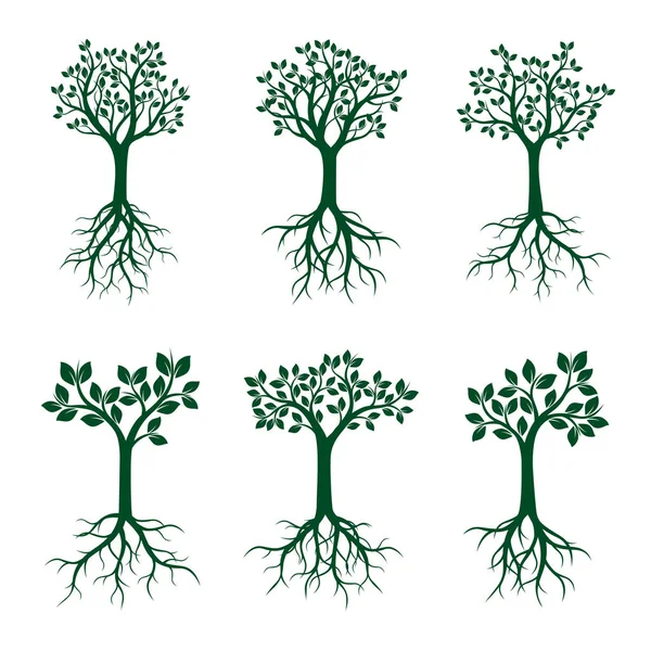 Állítsa be a zöld fák, levelek és a gyökér. Vektoros illusztráció. — Stock Vector