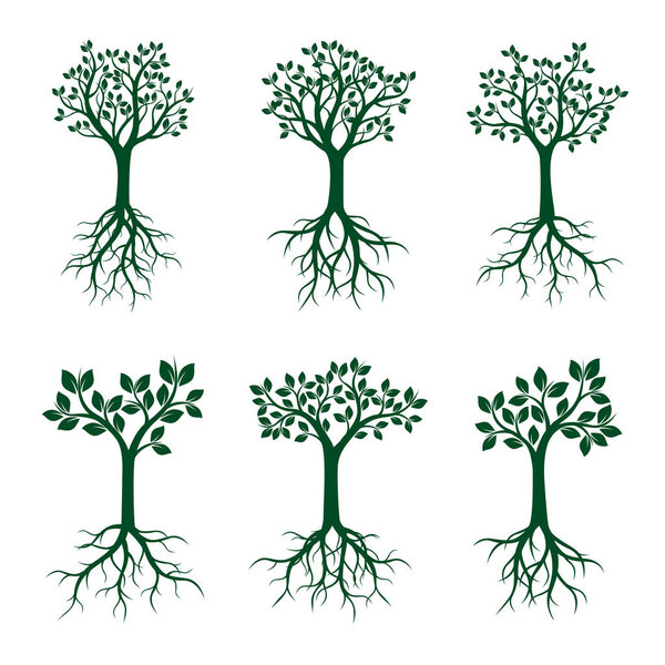 Set Green Trees with Leaves and Roots. Vector Illustration.