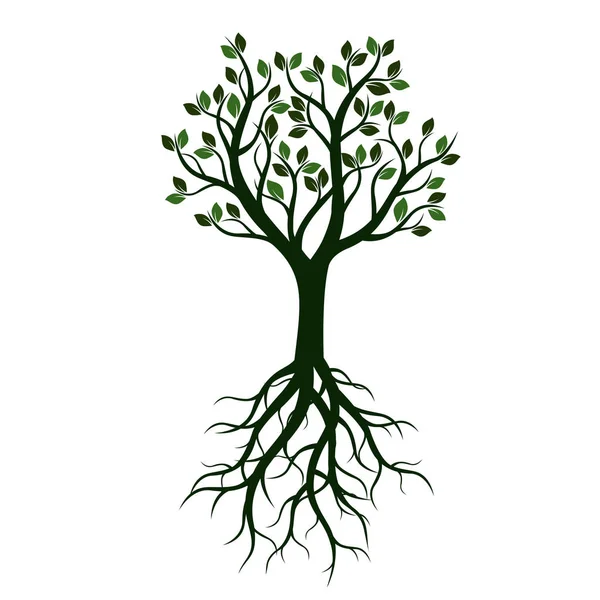 Árbol verde con hojas y raíces. Ilustración vectorial . — Vector de stock