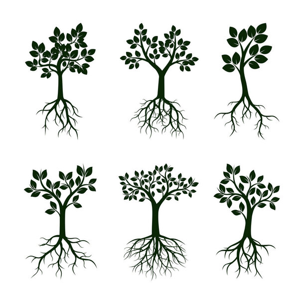 Set Green Trees with Leaves and Roots. Vector Illustration.