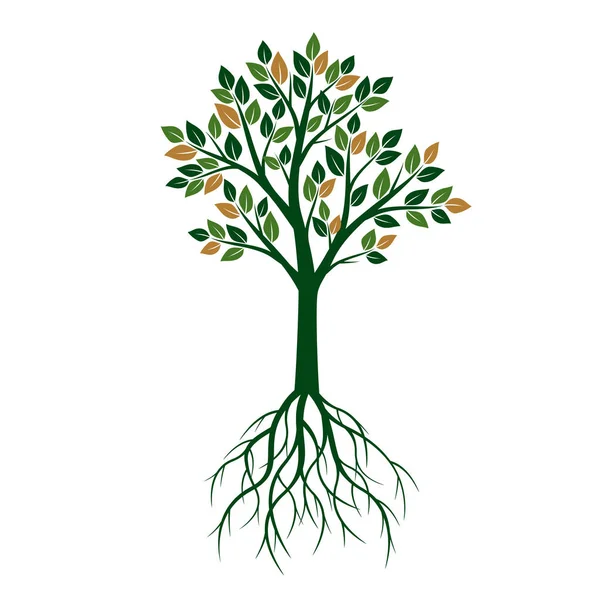 Green Tree with Leaves and Roots. Vector Illustration. — Stock Vector