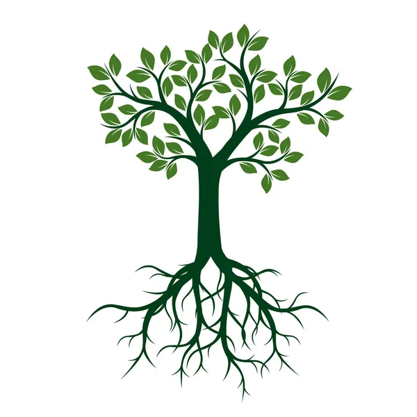Árbol verde con hojas y raíces. Ilustración vectorial . — Vector de stock