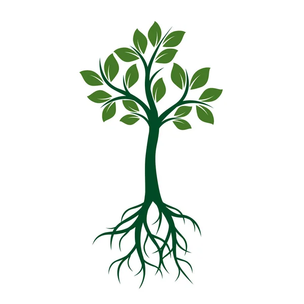緑の木は、葉と根を持つ。ベクトル図. — ストックベクタ